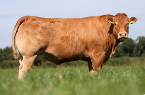 Bovins vivants du Limousin pour la distribution en gros et le commerce international Afrique du Sud NMF (PVT) LTD - Product Image 6