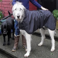 Nouvelle veste pour chien en coton/nylon, classique moderne, solide, pour l'automne et l'hiver, épaisse, écologique, imperméable, chaude, confortable, pour l'extérieur