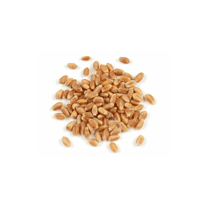 Granos de trigo a granel para adquisición a precio de descuento y suministro confiable - Product Image 1
