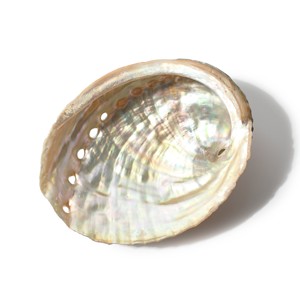 Coastal-themed display ornament seashells <b>abalone</b> ocean <b>shell</b> wholesale natural raw seashell - Product Image 3