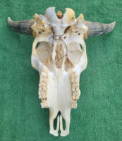 Longue Corne Vache Crânes Tenture Murale Longhorn Steer Ox Corne Squelette Tenture Murale Buffalo Corne Décorations Creative Halloween Cadeaux