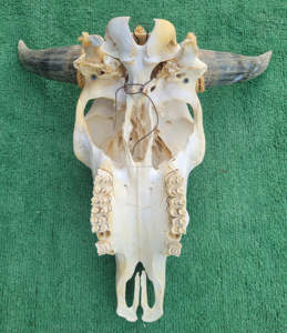 Longue Corne Vache Crânes Tenture Murale Longhorn Steer Ox Corne Squelette Tenture Murale Buffalo Corne Décorations Creative Halloween Cadeaux - Product Image 2