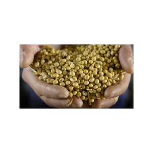 COMPETITIVE PRICE from VIETNAM NEWEST FRESH GREEN <b>SOYBEAN</b>/ NON GMO SOYA BEAN GRAIN HIGH PROTEIN AND NUTRITION VALUE <b>SOYBEAN</b> MEAL - Product Image 6
