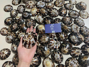 Conchas de Limpet Talladas de Alta Calidad, MÁS VENDIDAS |   Conchas Naturales Impermeables para Manualidades y Joyería, BLUE LOTUS Souvenir - Product Image 6