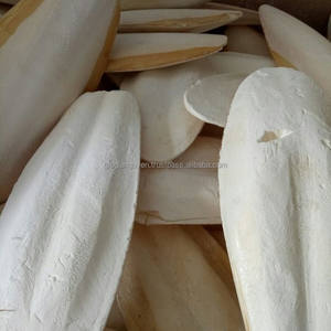 Concha Natural de Hueso de Sepia, Calamar, Varios Tamaños, Estilo Animal Crudo, Forma Natural, Mejor Calidad - Product Image 3