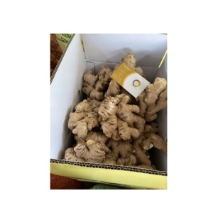 Rhizome d'épices brutes naturelles de gingembre frais pour l'assaisonnement alimentaire international et l'approvisionnement en ingrédients du Vietnam - Product Image 3