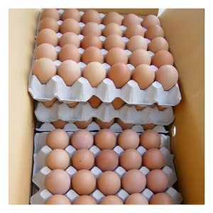 Huevos Frescos de Gallina de Mesa, Grado A, Blancos, de Alta Calidad, Grado Alimenticio, Venta al por Mayor, Suministro a Granel, Exportación, Proveedor, Fabricante - Product Image 1