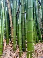 Semillas de Bambú Dendrocalamus Strictus de Crecimiento Rápido, Sin OMG, 90-95% de Germinación, 10-12 Días, Altura de Cultivo de 40-60 pies, Temporada de Verano/Monzón