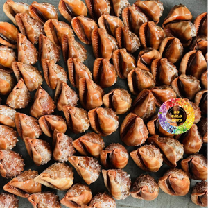 Conchas de Cauri Doradas Raras, en Forma de Cono, Grandes, Naturales, Muestra de Concha Marina, Decoración para Acuario, Hogar, Librería, Regalo - Product Image 4