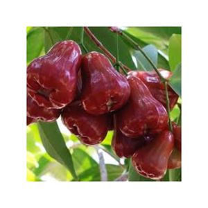 Fruta de ciruela fresca de primera calidad exportada directamente desde los mejores huertos de Vietnam - Product Image 2