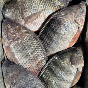 Tilapia Congelada, Pescado Entero, Limpio y Eviscerado, con Textura Firme, para Importadores, Mayoristas y Compradores al por Mayor - Product Image 3