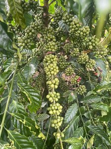 Dakon Dak LAK ของ Robusta เมล็ดกาแฟคั่วสูงรสชาติขมกาแฟพื้นดินที่มีคาเฟอีนปิดผนึกถุงซิป Kafei หยดกาแฟ - Product Image 5