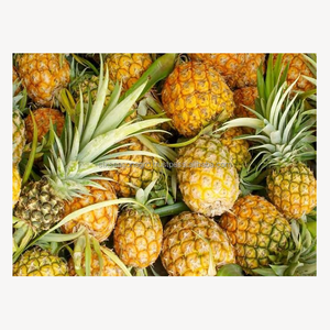 Piña Fresca Premium de Calidad de Exportación, Piña Dulce Fresca de Granja, Proveedor Mayorista a Granel de Bangladesh, Six Season Agro - Product Image 6