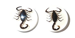 Scorpion noir, spécimen réel, cabochon en plastique rond 25x25 mm, fond plat blanc pour l'artisanat et la fabrication de bijoux - Product Image 2