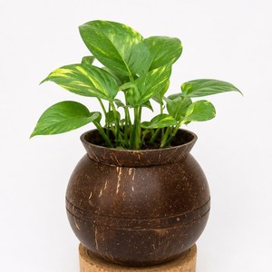 Mini bonsai <b>pot</b> natural coconut <b>pots</b> for orchid <b>succulent</b> highest quality coco shell plant stand - Product Image 1