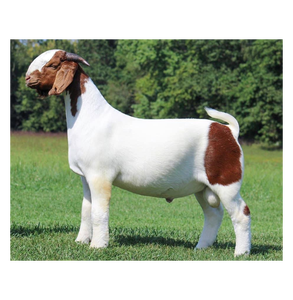 Suministro al por Mayor de Cabras Boer Premium Vivas para Criadores de Ganado, Granjas de Producción de Carne, Importadores y Distribuidores - Product Image 5