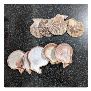 Coquillages naturels de haute qualité pour achat en gros Idéal pour l'artisanat, les souvenirs et les projets de décoration intérieure côtière - Product Image 1