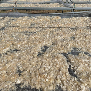 เกล็ดปลาแห้งจำนวนมากสำหรับส่งออก |   ทำความสะอาดแล้วและตากแดดให้แห้ง - Product Image 2