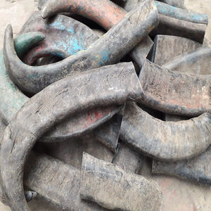 เขาควายดิบธรรมชาติแบบเรียบง่าย ขนาด 10-30 ซม. เป็นมิตรกับสิ่งแวดล้อม เหมาะสำหรับงานฝีมือจากสัตว์ ทำเป็นเครื่องประดับ ด้ามจับ DIY งานฝีมือดั้งเดิม วัสดุสำหรับเครื่องมือ - Product Image 5