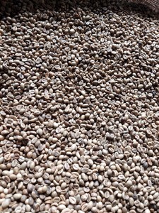 High Quality PHALCO Robusta Green Coffee <b>Beans</b> Grade 1 Screen 16/18 Vietnam Best Price Ready <b>for</b> Export in Jute <b>Bag</b> Packaging - Product Image 5