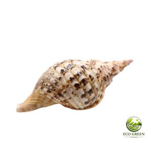 Concha de Tritón Natural Decorativa, Concha de Mar Grande, Concha de Caracol, Decoración Oceánica, Regalo de Playa, Decoración de Playa - Product Image 4