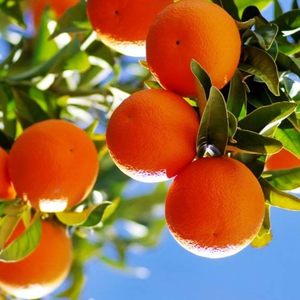 Naranjas Valencia Frescas de Primera Calidad, 100% Naturales, Puras y Saludables, en Venta a Precios con Descuento - Product Image 6