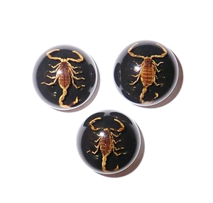Escorpión Dorado, Espécimen Real, Cabujón de Plástico Redondo de 19x19 mm, Base Plana Negra para Manualidades y Joyería - Product Image 1