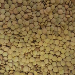 Lentejas Verdes a Granel Naturales para Mercados de Exportación: Promoviendo Proteínas Vegetales Saludables para el Corazón para Compradores Globales - Product Image 4