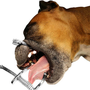 Instrument de soins bucco-dentaires pour animaux de haute qualité, équipement de manipulation réglable en acier inoxydable pour animaux, écarteur buccal canin - Product Image 6