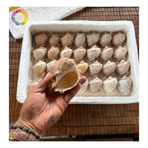 Red Hellmet Natural Snail Shells Set Beach, TUTUFA <b>BUBO</b> SEASHELL (frog shell) Littorina Obtusata Snail Shell With Various Size - Product Image 1