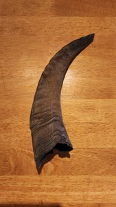 Cuerno de Cabra Pulido con Acabado Natural, Ecológico, Rústico, Nuevo, de Alta Calidad para Decoración y Manualidades - Product Image 6