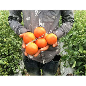 IRIS Hybrid Vegetable <span class=keywords><strong>F1</strong></span> Hybrid Keshav 27 Semences de tomates cerises fraîches Variété de tomates fraîches - Product Image 4