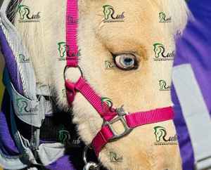 Licol en cuir réglable de qualité supérieure pour cheval - Double couche durable avec quincaillerie robuste, style selle anglaise - Product Image 4