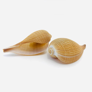 Coquillages décoratifs à bas prix, coquillages naturels de haute qualité, accessoires pour aquarium. - Product Image 6