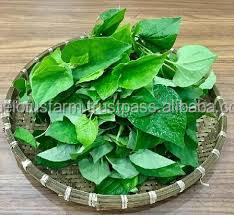 Salsa de inmersión de pollo, hecha de lechuga - Product Image 2