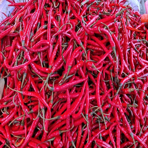 Pimientos rojos enteros indios listos para exportación de la última cosecha para comerciantes de ingredientes alimenticios, importadores de especias y venta al por mayor - Product Image 1