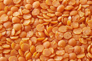 เมล็ดถั่วเลนทิลแดง ปี 2026 (Lens Culinaris) แบบเม็ด แห้ง รับประทานได้ นำเข้าจากอียิปต์ เกรด 1 ปลอดสารเคมี บรรจุ 20 กก. อายุการเก็บรักษา 2 ปี - Product Image 6