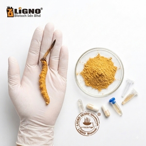 ผงเห็ดถั่งเช่าสกัดเย็นออร์แกนิก LiGNO OCS02 วัตถุดิบเห็ดเพื่อสุขภาพ - Product Image 1