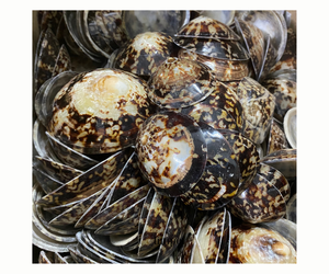 เปลือก Cellana Limpet ขัดเงาหลากหลายขนาด - Product Image 1