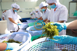 Algues vertes riches en nutriments, caviar d'algues, Umibudo, Caulerpa Lentillifera, algues du Vietnam à prix avantageux, emballage OEM - Product Image 4