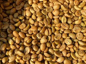 Café en Grano a Granel de Alta Calidad A, 60 kg, Pureza del 95 al 99%, Robusta Honey Tamaño 16, Vietnam, Verde Puro - Product Image 5