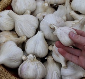 Ajo Fresco de Alta Calidad a Precio de Fábrica, con Sabor Intenso, Piel Blanca Brillante y Frescura Confiable para la Compra Internacional de Alimentos - Product Image 5