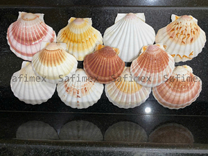 Conchas Marinas Naturales Pulimentadas, Ecológicas, de Forma Natural, Colección Blanca y Amarilla, para Manualidades, Decoración del Hogar y Bodas - Product Image 1