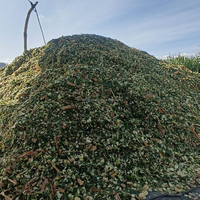 Silage de maïs premium pour l'alimentation des bovins, des chevaux et des porcs, fourrage fermenté de haute qualité en provenance du Vietnam