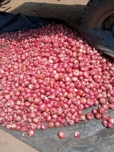 <b>Fresh</b> Red Onion Whole Bulb Aromatic <b>Vegetable</b> 30cm 25kg Non-Peeled for Retail Grocery - Product Image 4