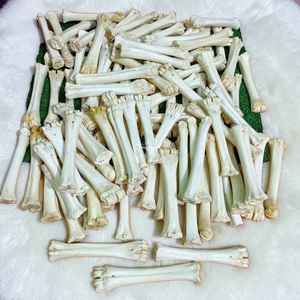 Medio Tubo de Hueso de Búfalo Blanco Natural de Primera Calidad para Artesanías Tradicionales y Artesanías Vikingas al Mejor Precio - Product Image 1