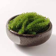 ALGAS UVA FRESCA DE VIETNAM CON BAJO PRECIO Y ALTA CALIDAD - Product Image 2