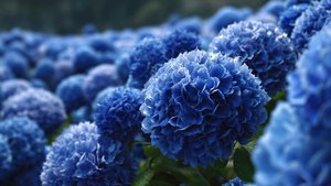 Aceite Esencial de Tansy Azul 100% Puro, Aceite Natural de Flor de Tanacetum Annuum Destilado al Vapor para Aromaterapia y Formulaciones Cosméticas - Product Image 6