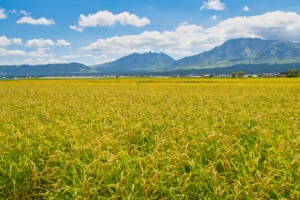 ราคาอาหารกึ่งสำเร็จรูปรสชาติและเนื้อสัมผัสที่สมบูรณ์แบบไม่เหมือนใครผู้จำหน่ายข้าวจำนวนมาก - Product Image 5