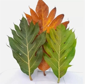 Feuilles de saké séchées en gros, fabricant de feuilles de saké séchées, feuilles de fruit à pain croustillantes séchées ANGLE - Product Image 5